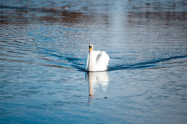 一只优雅沉默的天鹅漂浮在湖面上的选择性镜头 — 图库照片