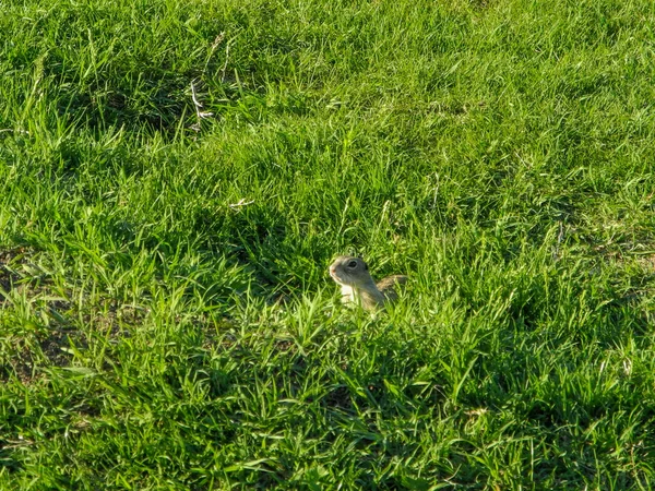 Closeup Shot Small Red Cheeked Ground Squirrel Meadow — Stock Photo, Image