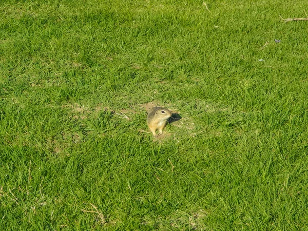 초원에서 다람쥐의 클로즈업 — 스톡 사진