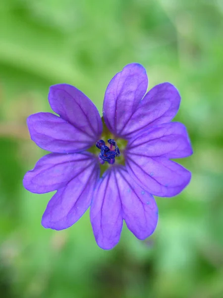 Primer Plano Una Flor Violeta Con Fondo Borroso Verde — Foto de Stock