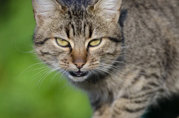 Eine Selektive Fokusaufnahme Einer Gestreiften Braunen Katze — Stockfoto