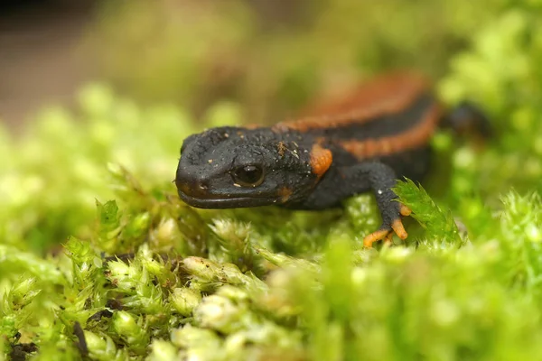 Tiro Close Tritão Mandarim Cauda Vermelha Musgo Verde Tylototriton Kweichowensis — Fotografia de Stock