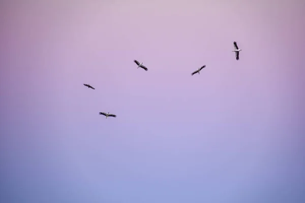 Tiro Ángulo Bajo Una Bandada Cisnes Volando Bajo Cielo Pintoresco — Foto de Stock