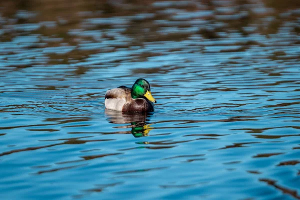 Een Wilde Eend Zwemmend Een Prachtig Blauw Water — Stockfoto