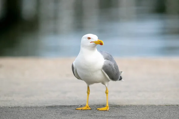 公園の湖のそばにあるカモメの鳥 — ストック写真