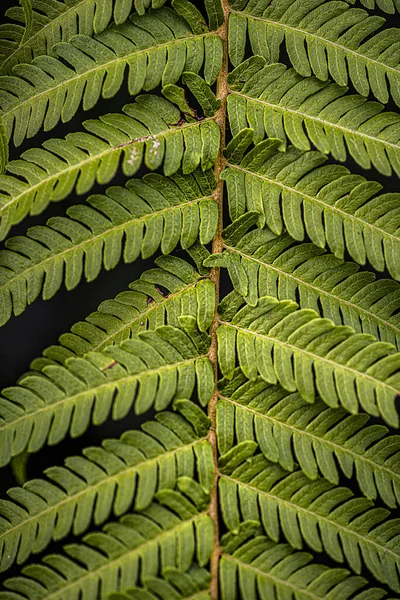 Een Verticaal Schot Van Groene Varen Plant — Stockfoto