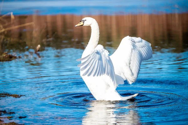 Selektiv Fokusbild Graciös Stum Svan Som Sprider Vingar Vidöppen — Stockfoto