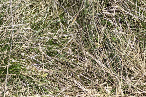 Closeup Shot Hay Field — Stock Photo, Image