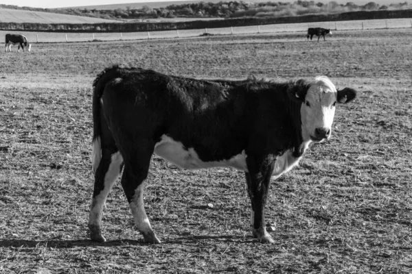 Серый Снимок Милой Коровы Ферме — стоковое фото