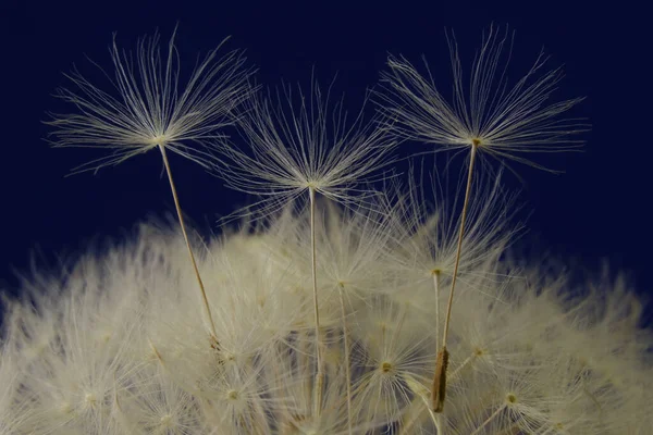 Een Macro Shot Van Witte Paardebloem Zaden — Stockfoto