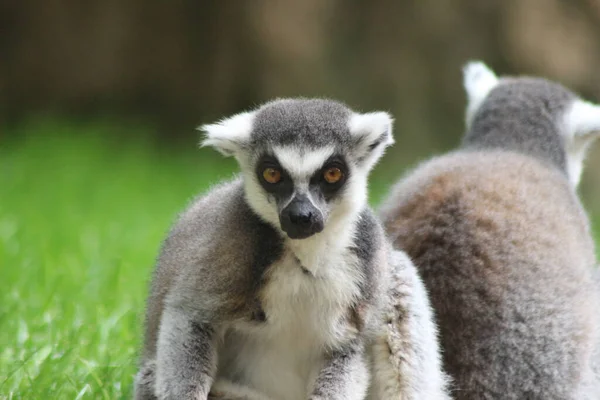 Ringsvansad Lemur Ett Zoo — Stockfoto