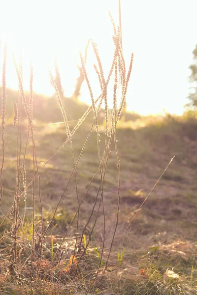 Eine Nahaufnahme Von Goldenem Wiesenfestgras Der Senkrechten Sonneneinstrahlung — Stockfoto