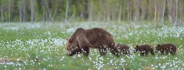 A shot of the mother bear and her three cubs walking on the middle of the cotton grass in a Finnish bog.