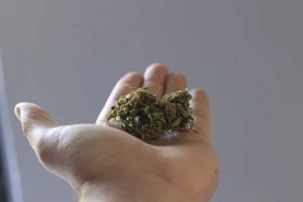 Nahaufnahme Einer Person Besitz Von Cannabis — Stockfoto