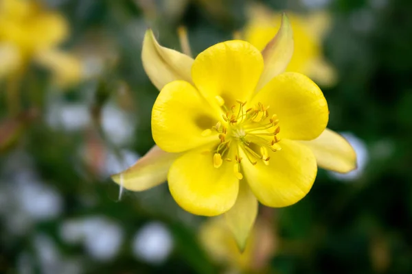 Aquilegia Nın Seçici Odak Noktası — Stok fotoğraf