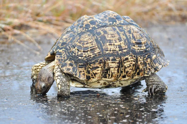 A closeup shot of the leopard tortoise (Stigmochelys pardalis)