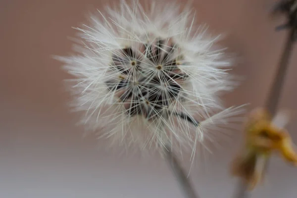 Plan Rapproché Pissenlit Commun Blanc Moelleux Sur Fond Flou — Photo