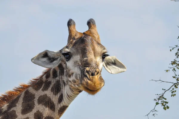 Uma Foto Close Uma Girafa Olhando Para Câmera Vida Selvagem — Fotografia de Stock