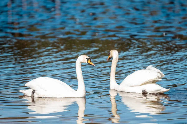 Eine Selektive Fokusaufnahme Von Anmutigen Stummen Schwänen Die Auf Dem — Stockfoto