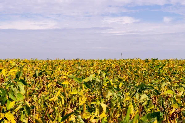 青空を背景にした大豆畑の魅惑的な景色 — ストック写真