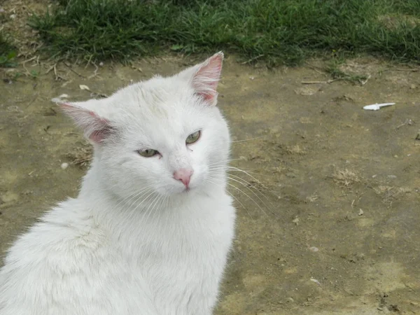 Egy Gyönyörű Fehér Macska Üldögél Szabadban — Stock Fotó