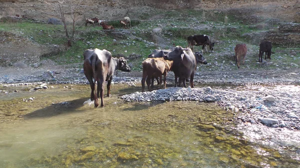 산지에서 — 스톡 사진