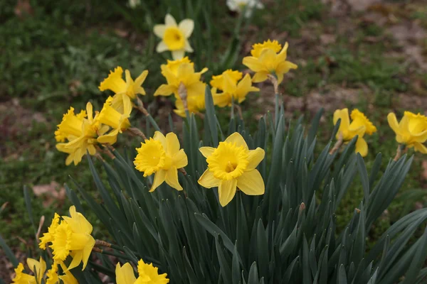 Een Close Shot Van Mooie Narcissen Bloemen Een Tuin — Stockfoto