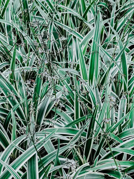 이무성 식물의 — 스톡 사진