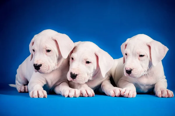 Drie Dogo Argentino Puppies Blauwe Achtergrond — Stockfoto