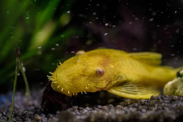 Closeup Shot Gold Ancistrus Albino Freshwater Aquarium — Stock Photo, Image