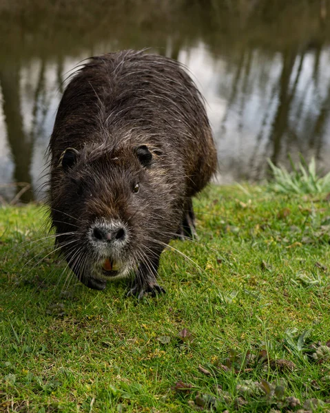 Closuep Water Rat Nutria Face Walking Green Grass — Stock Photo, Image