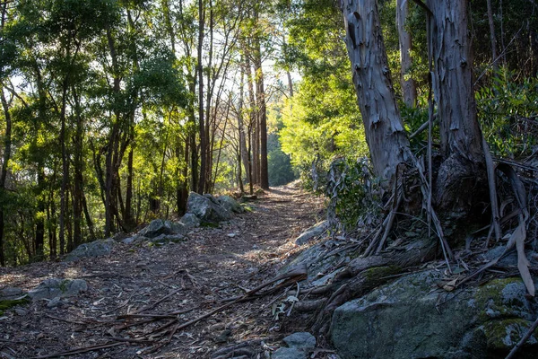 Ein Geschwungener Pfad Auf Einem Hügel Mit Dicken Bäumen Felsen — Stockfoto