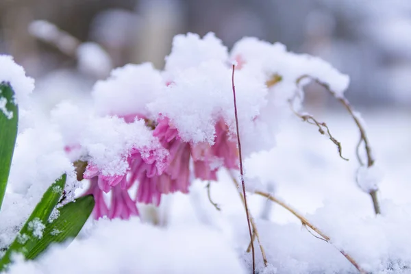 Een Selectieve Focus Shot Van Hyacint Bloem Bedekt Met Sneeuw — Stockfoto