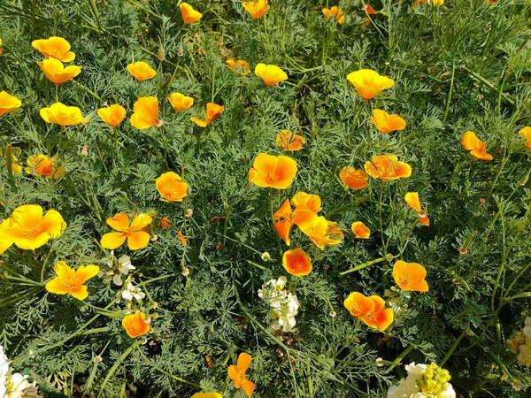 Der Bunte Garten Blumen Perfekt Für Hintergrund — Stockfoto