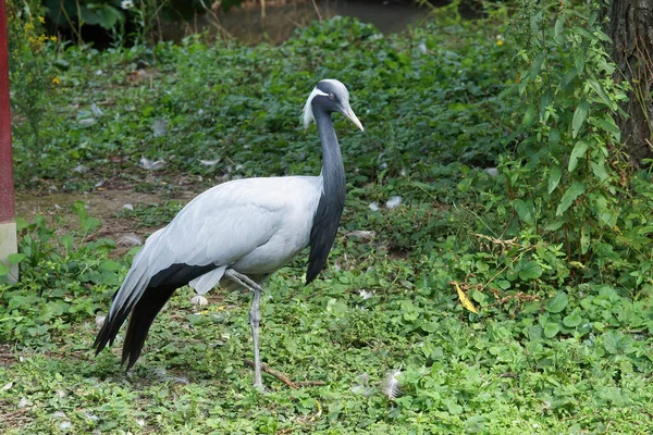 Zbliżenie Ujęcia Żurawia Czarnego Szyi Grus Nigricollis — Zdjęcie stockowe