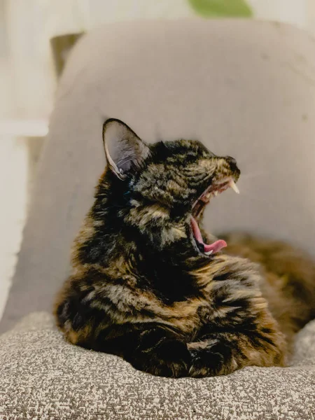 Lindo Gato Doméstico Mullido Sentado Sofá Bostezando —  Fotos de Stock