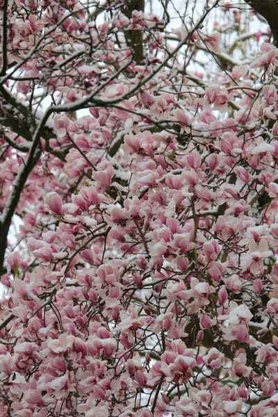 Arbre Fleurit Couvert Neige Lors Chutes Neige Inattendues Printemps — Photo