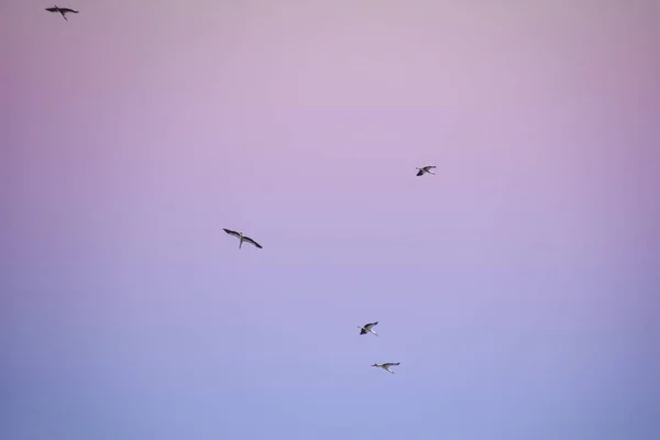 Tiro Ángulo Bajo Una Bandada Cisnes Volando Bajo Cielo Pintoresco — Foto de Stock