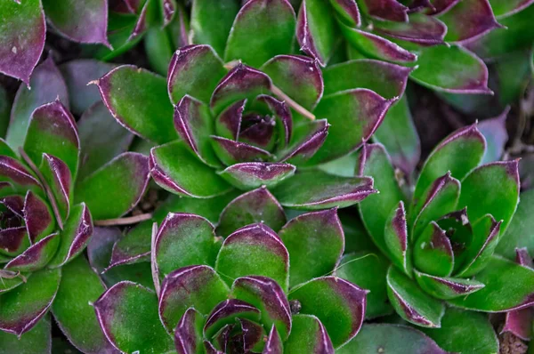 Eine Nahaufnahme Von Grünen Sukkulenten Einem Garten — Stockfoto