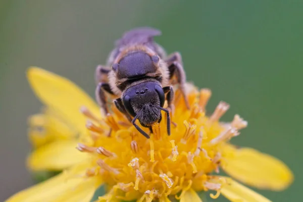 Closeup Shot Red Bellied Miner Bee Yellow Flower — Stock Photo, Image