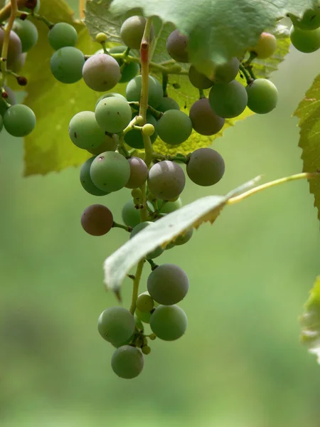 Close Bando Uvas Verdes Não Maduras Crescendo Uma Videira — Fotografia de Stock