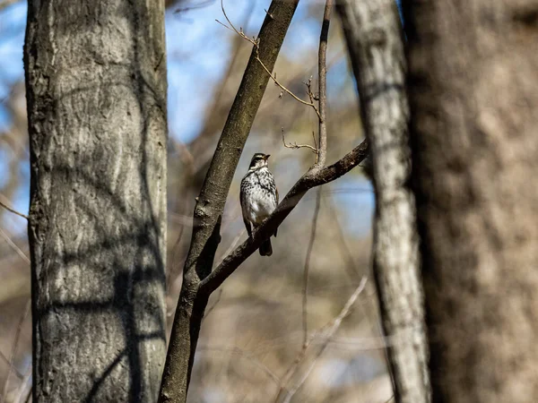 Bir Dala Tünemiş Esmer Ardıç Kuşunun Seçici Odak Noktası — Stok fotoğraf
