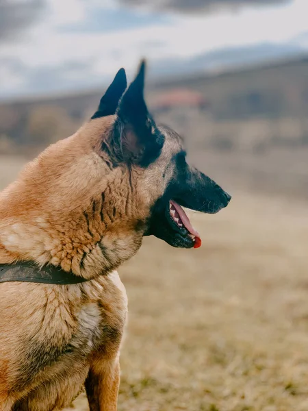 Eine Vertikale Aufnahme Eines Anatolischen Schäferhundes Mit Halsband — Stockfoto