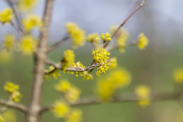 Närbild Skott Blommande Träd Grenar — Stockfoto