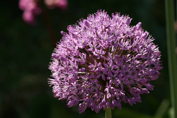 庭に咲く美しいアリウムの花のクローズアップ — ストック写真