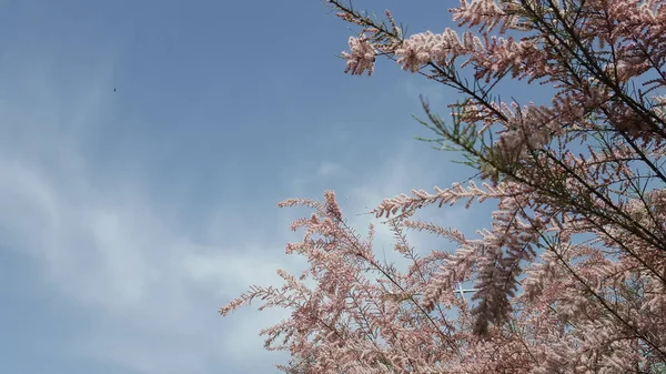 Vue Rapprochée Angle Bas Arbre Rose Fleurs Dans Ciel Bleu — Photo