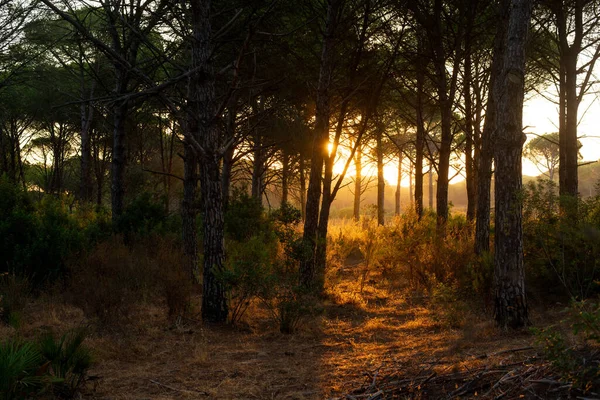 Sunset Rays Filter Tops Pines Forest Creating Beautiful Play Golden — Stock Photo, Image