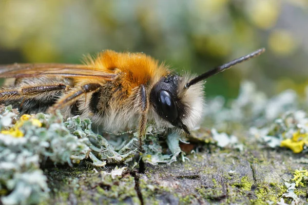 Ujęcie Bliska Siwego Pszczoły Górniczej Drewnie Porośniętym Porostem — Zdjęcie stockowe