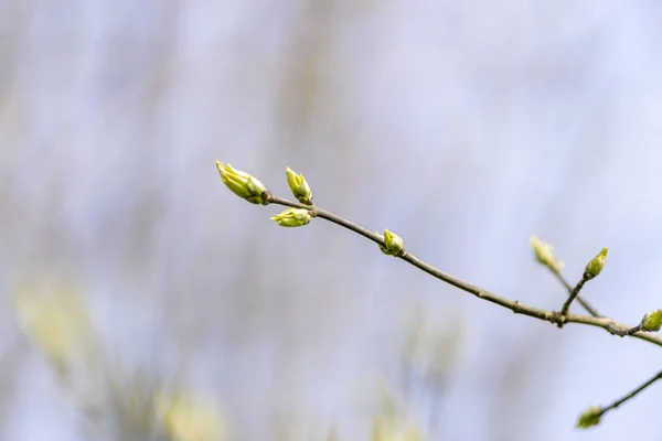 Närbild Skott Blommande Träd Grenar — Stockfoto