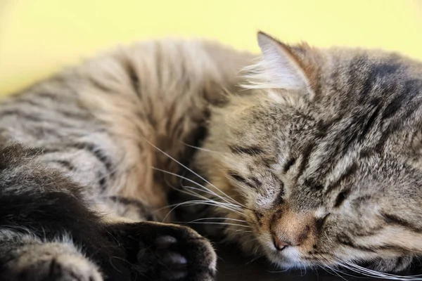 Eine Nahaufnahme Eines Niedlichen Schlafenden Grauen Kätzchens — Stockfoto